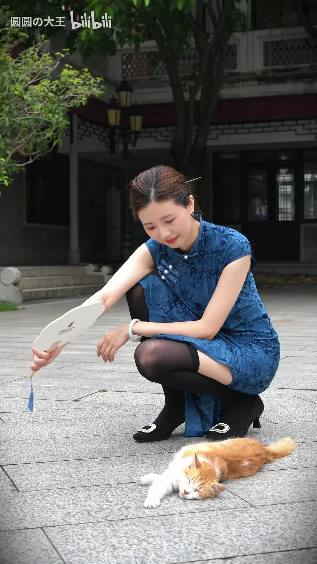 忍不住跟着唱&hellip;曼波~出来拍照发现了这只哈基米，好悠闲_116685604395569_20260821_002545